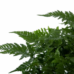 Davallia Teyermannii - In Hangpot - P17 H30 - Kamerplant -Flamingo Verkoop davallia teyermannii in hangpot p17 h30 6