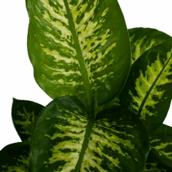 Dieffenbachia Seguine 'Reeva' - P19 H60 - Kamerplant -Flamingo Verkoop dieffenbachia seguine reeva p19 h60 5