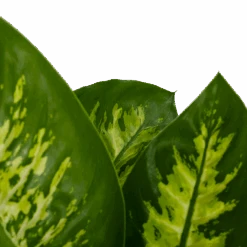 Dieffenbachia Seguine 'Reeva' - P19 H60 - Kamerplant -Flamingo Verkoop dieffenbachia seguine reeva p19 h60 6