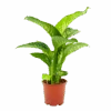 Dieffenbachia Seguine Tropic Snow - P19 H70 - Kamerplant -Flamingo Verkoop dieffenbachia seguine tropic snow p19 h70 4