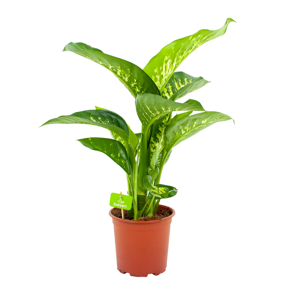 Dieffenbachia Seguine Tropic Snow - P19 H70 - Kamerplant 3 Dieffenbachia Seguine Tropic Snow - P19 H70 - Kamerplant