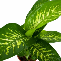 Dieffenbachia Seguine Tropic Snow - P19 H70 - Kamerplant 6 Dieffenbachia Seguine Tropic Snow - P19 H70 - Kamerplant -Flamingo Verkoop dieffenbachia seguine tropic snow p19 h70 5