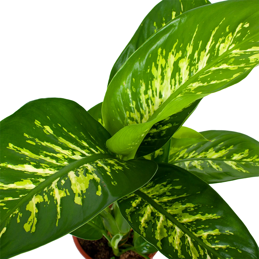 Dieffenbachia Seguine Tropic Snow - P19 H70 - Kamerplant 4 Dieffenbachia Seguine Tropic Snow - P19 H70 - Kamerplant - Afbeelding 2