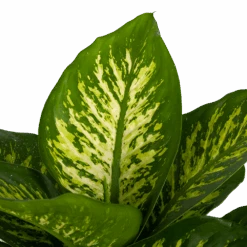 Dieffenbachia Seguine Tropic Snow - P24 H90 - Kamerplant -Flamingo Verkoop dieffenbachia seguine tropic snow p24 h90 2 3