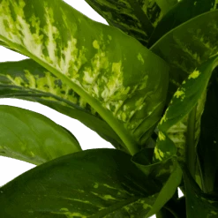 Dieffenbachia Seguine Tropic Snow - P24 H90 - Kamerplant -Flamingo Verkoop dieffenbachia seguine tropic snow p24 h90 2 4