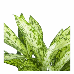 Dieffenbachia Vesuvius - P27 H70 - Kamerplant -Flamingo Verkoop dieffenbachia vesuvius p27 h70 5