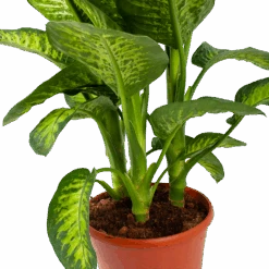 Dieffenbacia Seguine Lemon Tropic - P35 H120 - Kamerplant 7 Dieffenbacia Seguine Lemon Tropic - P35 H120 - Kamerplant -Flamingo Verkoop dieffenbacia seguine lemon tropic p35 h120 5