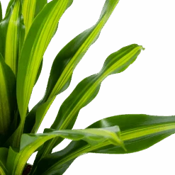 Dracaena Burley - Drakenbloedboom - P24 H90 - Kamerplant -Flamingo Verkoop dracaena burley drakenbloedboom p24 h90 5 1