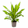 Dracaena Charley - Drakenbloedboom - P24 H95 - Kamerplant -Flamingo Verkoop dracaena charley drakenbloedboom p24 h95 1