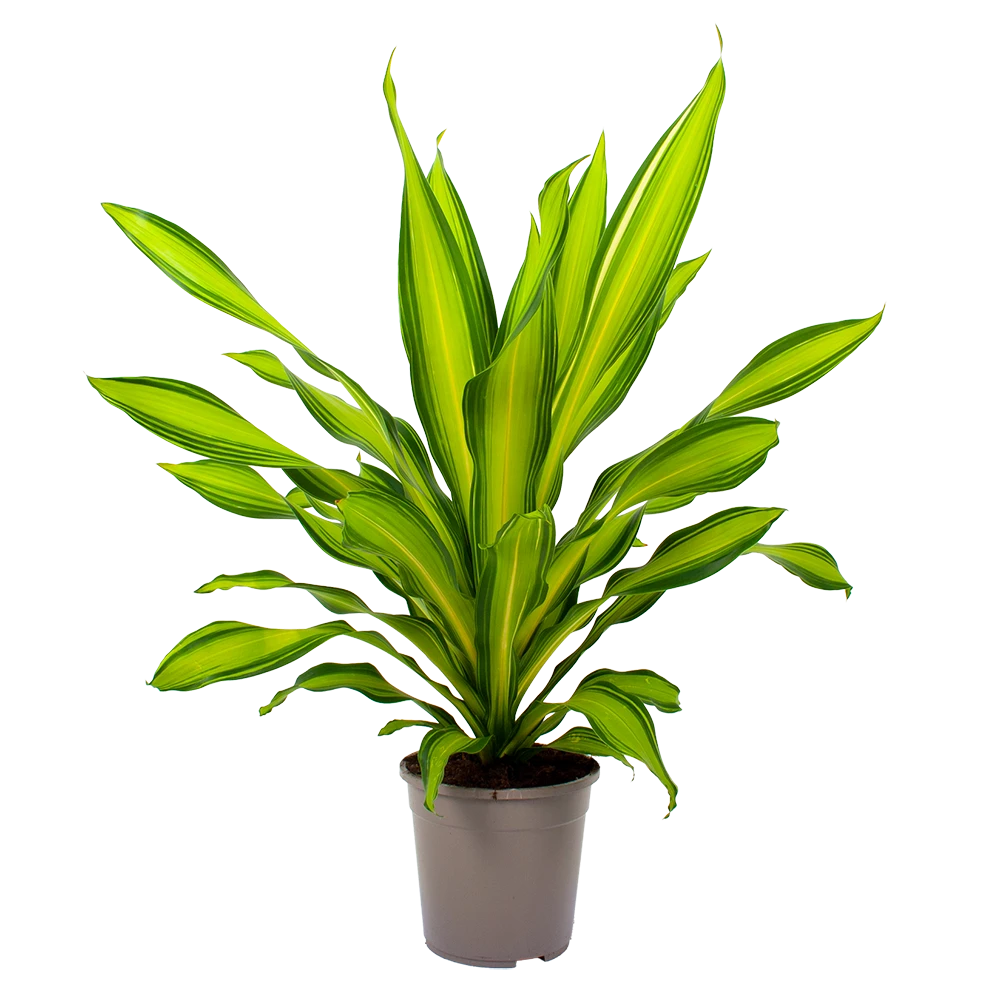 Dracaena Charley - Drakenbloedboom - P24 H95 - Kamerplant 3 Dracaena Charley - Drakenbloedboom - P24 H95 - Kamerplant