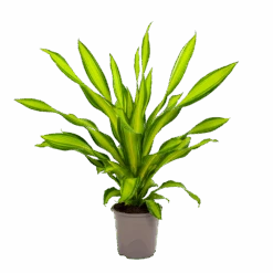 Dracaena Charley - Drakenbloedboom - P24 H95 - Kamerplant 9 Dracaena Charley - Drakenbloedboom - P24 H95 - Kamerplant -Flamingo Verkoop dracaena charley drakenbloedboom p24 h95 2