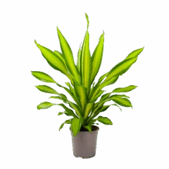 Dracaena Charley - Drakenbloedboom - P24 H95 - Kamerplant 10 Dracaena Charley - Drakenbloedboom - P24 H95 - Kamerplant -Flamingo Verkoop dracaena charley drakenbloedboom p24 h95 3