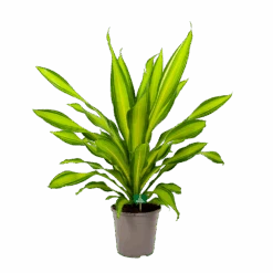 Dracaena Charley - Drakenbloedboom - P24 H95 - Kamerplant 11 Dracaena Charley - Drakenbloedboom - P24 H95 - Kamerplant -Flamingo Verkoop dracaena charley drakenbloedboom p24 h95 4