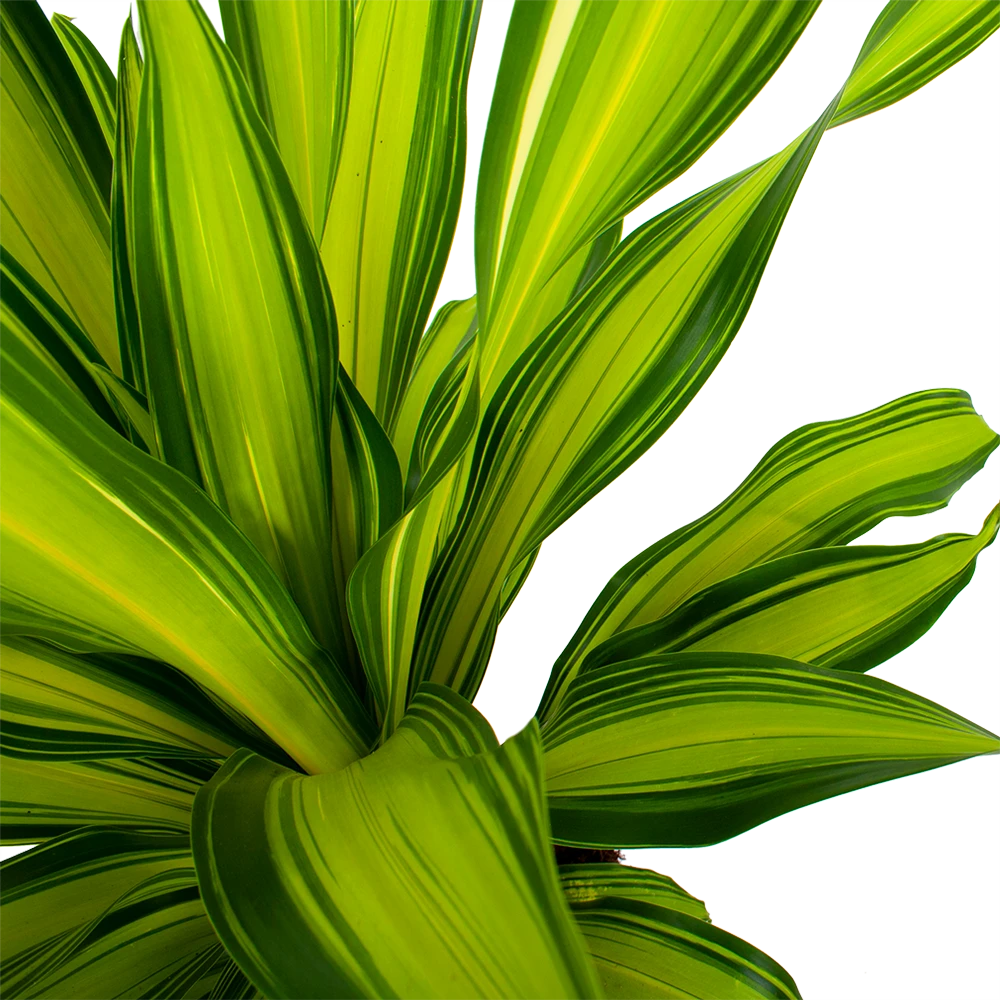 Dracaena Charley - Drakenbloedboom - P24 H95 - Kamerplant 7 Dracaena Charley - Drakenbloedboom - P24 H95 - Kamerplant - Afbeelding 5