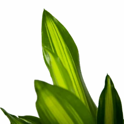 Dracaena Cintho - Op Stam - Drakenbloedboom - P21 H100 - Kamerplant 8 Dracaena Cintho - Op Stam - Drakenbloedboom - P21 H100 - Kamerplant -Flamingo Verkoop dracaena cintho op stam drakenbloedboom p21 h100 6 1