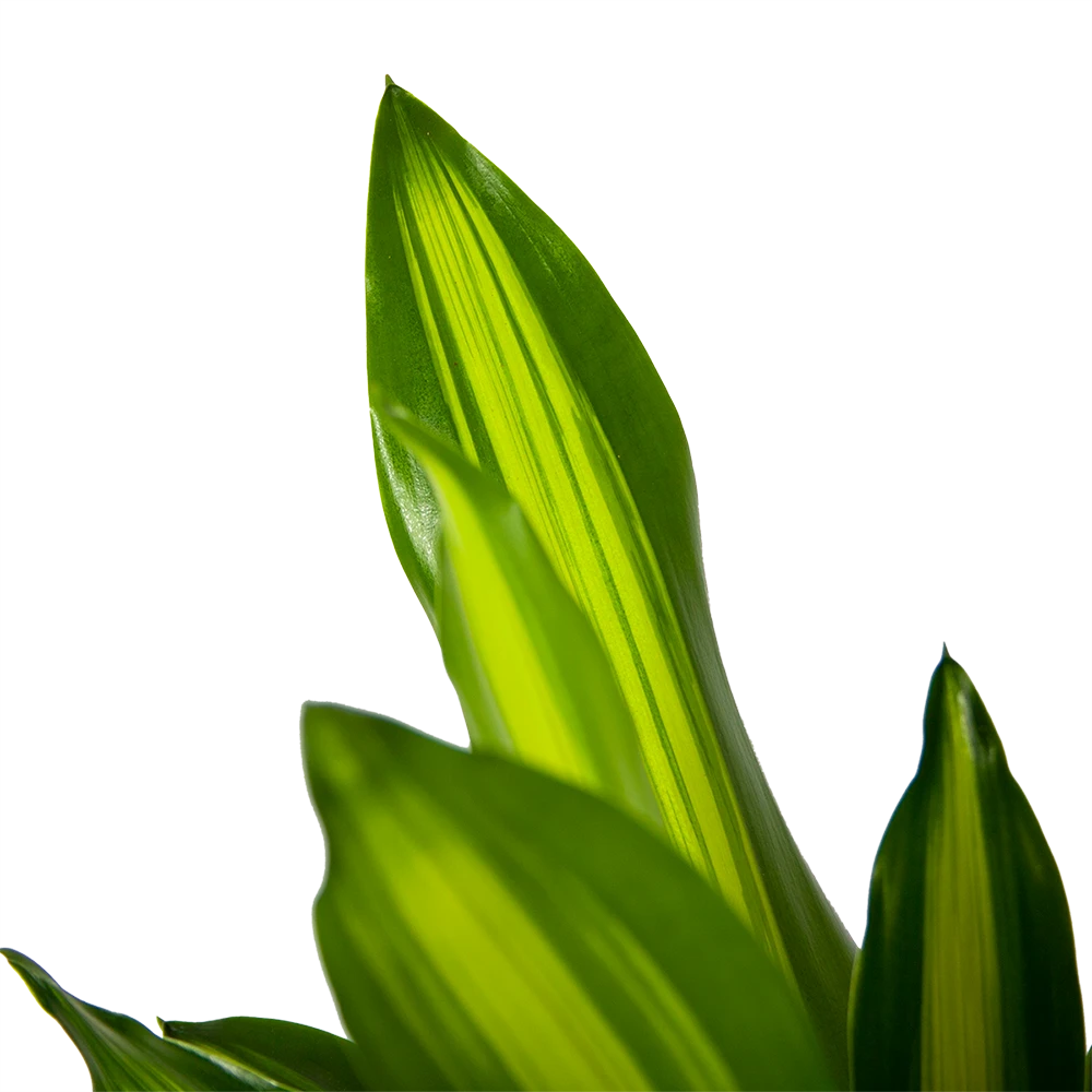 Dracaena Cintho - Op Stam - Drakenbloedboom - P21 H100 - Kamerplant 5 Dracaena Cintho - Op Stam - Drakenbloedboom - P21 H100 - Kamerplant - Afbeelding 3