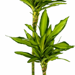 Dracaena Cintho - Op Stam - Drakenbloedboom - P24 H150 - Kamerplant -Flamingo Verkoop dracaena cintho op stam drakenbloedboom p24 h150 5 1