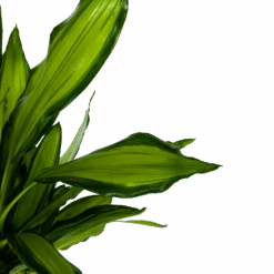 Dracaena Cintho - Op Stam - Drakenbloedboom - P24 H150 - Kamerplant -Flamingo Verkoop dracaena cintho op stam drakenbloedboom p24 h150 6 1