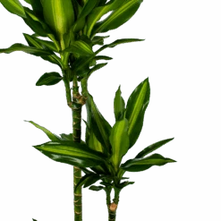 Dracaena Cintho - Op Stam - Drakenbloedboom - P27 H150 - Kamerplant -Flamingo Verkoop dracaena cintho op stam drakenbloedboom p27 h150 5 1