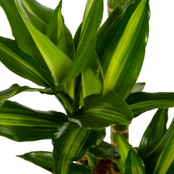 Dracaena Cintho - Op Stam - Drakenbloedboom - P27 H150 - Kamerplant -Flamingo Verkoop dracaena cintho op stam drakenbloedboom p27 h150 6 1