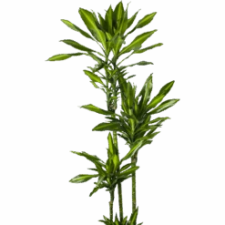 Dracaena Cintho - Op Stam - Drakenbloedboom - P27 H190 - Kamerplant -Flamingo Verkoop dracaena cintho op stam drakenbloedboom p27 h190 5