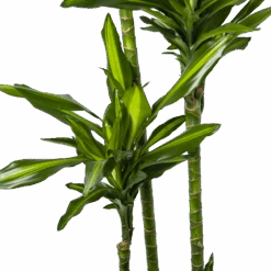 Dracaena Cintho - Op Stam - Drakenbloedboom - P27 H190 - Kamerplant -Flamingo Verkoop dracaena cintho op stam drakenbloedboom p27 h190 6