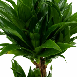Dracaena Compacta - Op Stam - Drakenbloedboom - P17 H55 - Kamerplant -Flamingo Verkoop dracaena compacta drakenbloedboom p17 h55 5