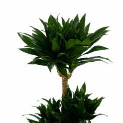 Dracaena Compacta - Op Stam - Drakenbloedboom - P21 H100 - Kamerplant 7 Dracaena Compacta - Op Stam - Drakenbloedboom - P21 H100 - Kamerplant -Flamingo Verkoop dracaena compacta op stam drakenbloedboom p21 h100 5