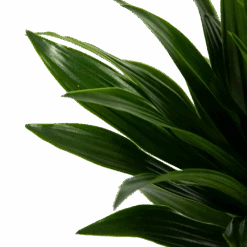 Dracaena Compacta - Op Stam - Drakenbloedboom - P21 H100 - Kamerplant 8 Dracaena Compacta - Op Stam - Drakenbloedboom - P21 H100 - Kamerplant -Flamingo Verkoop dracaena compacta op stam drakenbloedboom p21 h100 6