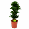 Dracaena Compacta - Vertakt - Drakenbloedboom - P27 H100 - Kamerplant -Flamingo Verkoop dracaena compacta vertakt drakenbloedboom p27 h100 1 1