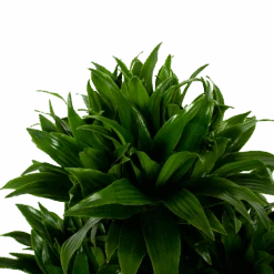 Dracaena Compacta - Vertakt - Drakenbloedboom - P27 H100 - Kamerplant 7 Dracaena Compacta - Vertakt - Drakenbloedboom - P27 H100 - Kamerplant -Flamingo Verkoop dracaena compacta vertakt drakenbloedboom p27 h100 5 1