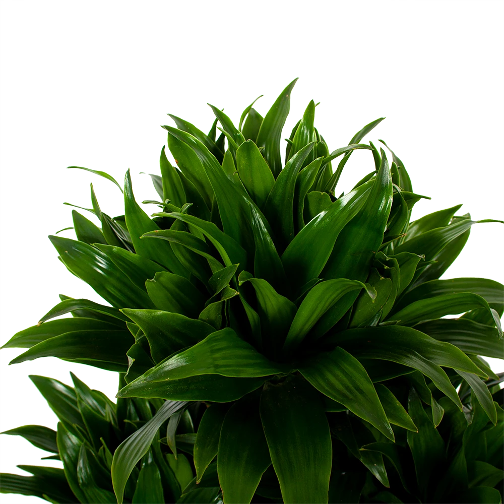 Dracaena Compacta - Vertakt - Drakenbloedboom - P27 H100 - Kamerplant 4 Dracaena Compacta - Vertakt - Drakenbloedboom - P27 H100 - Kamerplant - Afbeelding 2