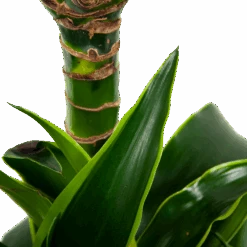 Dracaena Dorado - Op Stam - Drakenbloedboom - P21 H100 - Kamerplant -Flamingo Verkoop dracaena dorado drakenbloedboom p21 h100 5