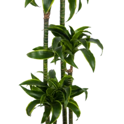 Dracaena Dorado - Op Stam - Drakenbloedboom - P27 H180 - Kamerplant -Flamingo Verkoop dracaena dorado op stam drakenbloedboom p27 h180 kamerplant 2