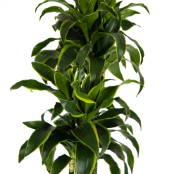 Dracaena Dorado - Op Stam - Drakenbloedboom - P27 H180 - Kamerplant -Flamingo Verkoop dracaena dorado op stam drakenbloedboom p27 h180 kamerplant 3