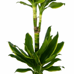 Dracaena Golden Coast - Op Stam - Drakenbloedboom - P19 H90 - Kamerplant -Flamingo Verkoop dracaena golden coast op stam drakenbloedboom p19 h90 kamerplant 3