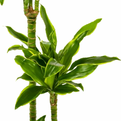 Dracaena Golden Coast - Op Stam - Drakenbloedboom - P24 H150 - Kamerplant -Flamingo Verkoop dracaena golden coast op stam drakenbloedboom p24 h150 5 1