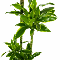 Dracaena Golden Coast - Op Stam - Drakenbloedboom - P27 H150 - Kamerplant -Flamingo Verkoop dracaena golden coast op stam drakenbloedboom p27 h150 5