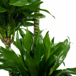 Dracaena Green Jewel - Op Stam - Drakenbloedboom - P28 H140 - Kamerplant -Flamingo Verkoop dracaena green jewel op stam drakenbloedboom p28 h140 6