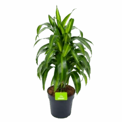 Dracaena Hawaiiana - Vertrakt - Drakenbloedboom - P21 H80 - Kamerplant