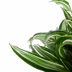 Dracaena Jade Jewel - Op Stam - Drakenbloedboom - P24 H100 - Kamerplant 9 Dracaena Jade Jewel - Op Stam - Drakenbloedboom - P24 H100 - Kamerplant -Flamingo Verkoop dracaena jade jewel op stam drakenbloedboom p24 h100 5