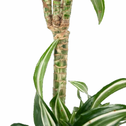 Dracaena Jade Jewel - Op Stam - Drakenbloedboom - P24 H100 - Kamerplant 10 Dracaena Jade Jewel - Op Stam - Drakenbloedboom - P24 H100 - Kamerplant -Flamingo Verkoop dracaena jade jewel op stam drakenbloedboom p24 h100 6