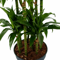 Dracaena Janet Craig - Op Stam - Drakenbloedboom - P34 H170 - Kamerplant -Flamingo Verkoop dracaena janet craig op stam drakenbloedboom p34 h170 5 1