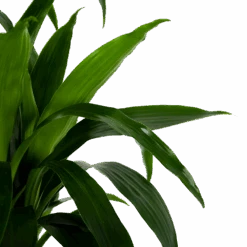 Dracaena Janet Craig - Op Stam - Drakenbloedboom - P34 H170 - Kamerplant -Flamingo Verkoop dracaena janet craig op stam drakenbloedboom p34 h170 6 1