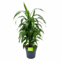 Dracaena Janet Craig - Vertrakt - Drakenbloedboom - P21 H80 - Kamerplant