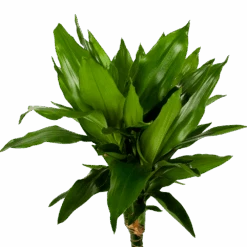 Dracaena Janet Lind - Op Stam - Drakenbloedboom - P21 H100 - Kamerplant -Flamingo Verkoop dracaena janet lind op stam drakenbloedboom p21 h100 5 1