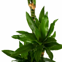 Dracaena Janet Lind - Op Stam - Drakenbloedboom - P21 H100 - Kamerplant -Flamingo Verkoop dracaena janet lind op stam drakenbloedboom p21 h100 6 1