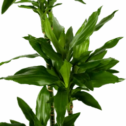 Dracaena Janet Lind - Op Stam - Drakenbloedboom - P27 H150 - Kamerplant -Flamingo Verkoop dracaena janet lind op stam drakenbloedboom p27 h150 5 1