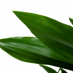 Dracaena Janet Lind - Vertakt - Drakenbloedboom - P21 H80 - Kamerplant -Flamingo Verkoop dracaena janet lind vertakt drakenbloedboom p21 h80 6