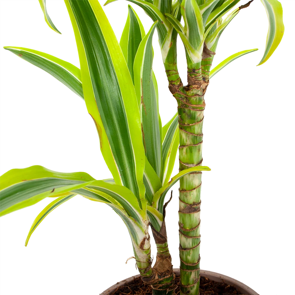 Dracaena Lemon Lime - Op Stam - Drakenbloedboom - P17 H65 - Kamerplant 4 Dracaena Lemon Lime - Op Stam - Drakenbloedboom - P17 H65 - Kamerplant - Afbeelding 2